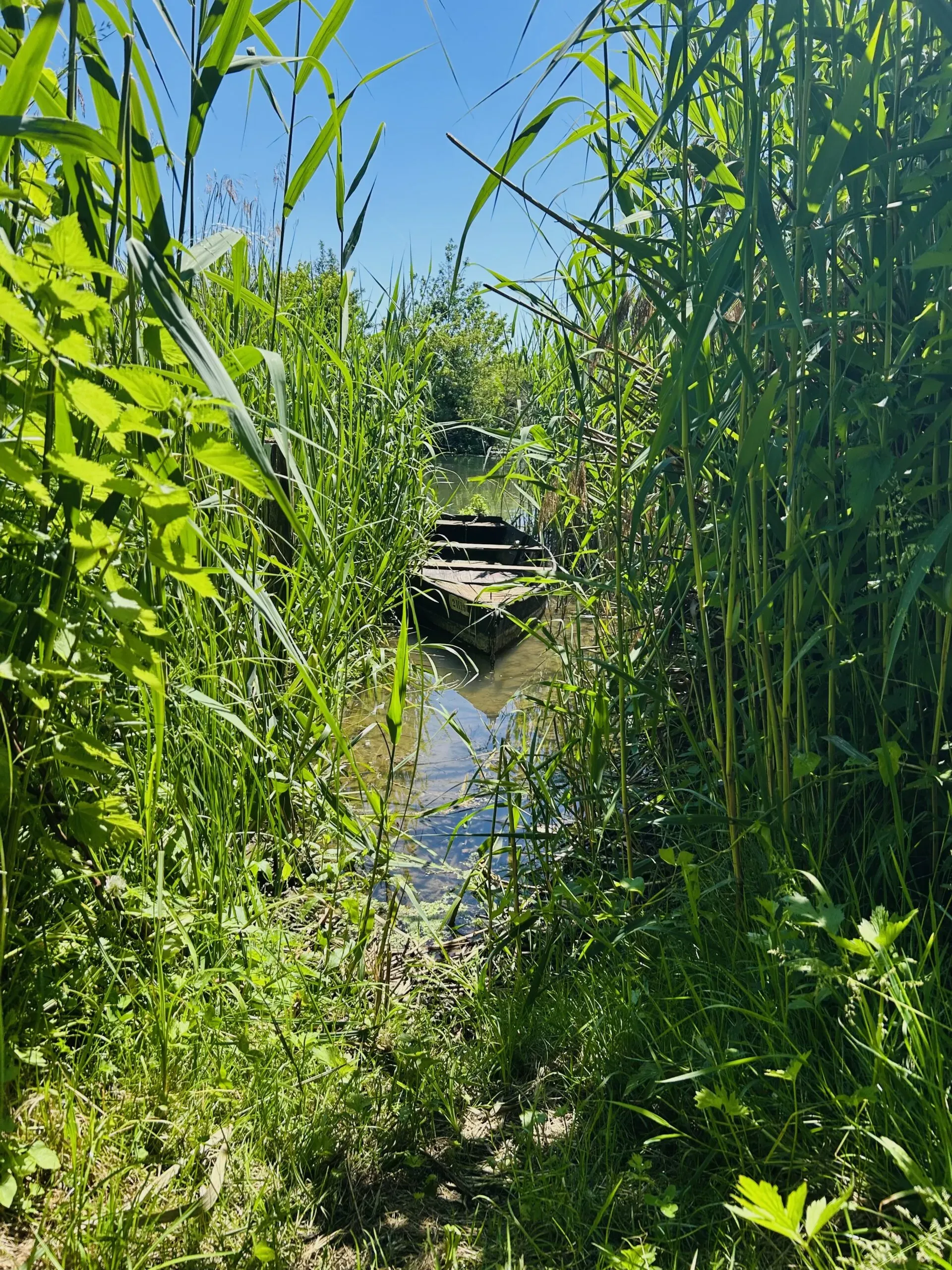Barque en bois abandonnée dans une rivière entourée de roseaux et de végétation luxuriante.