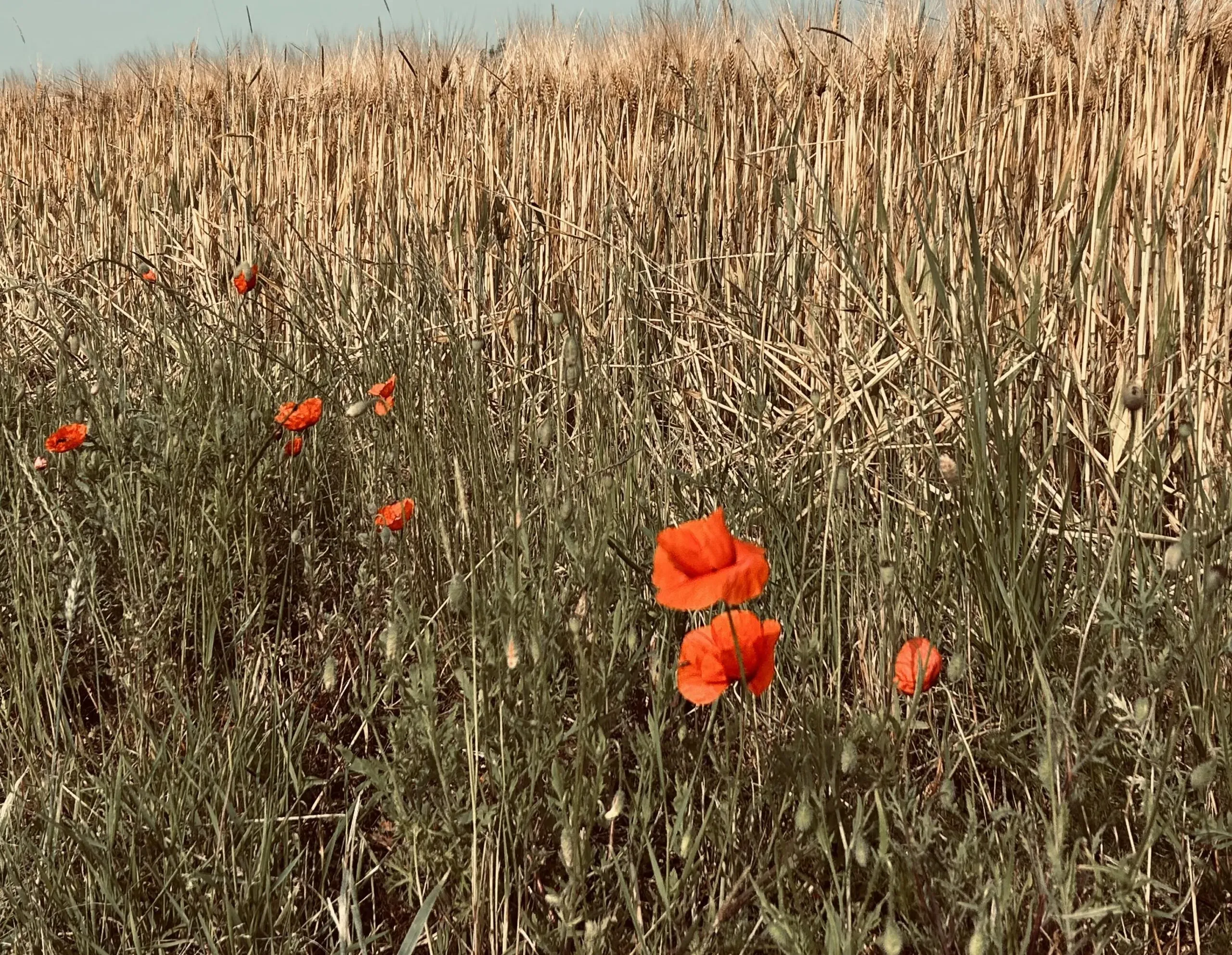 Coquelicots rouges sauvages fleurissant en bordure d'un champ de blé doré.