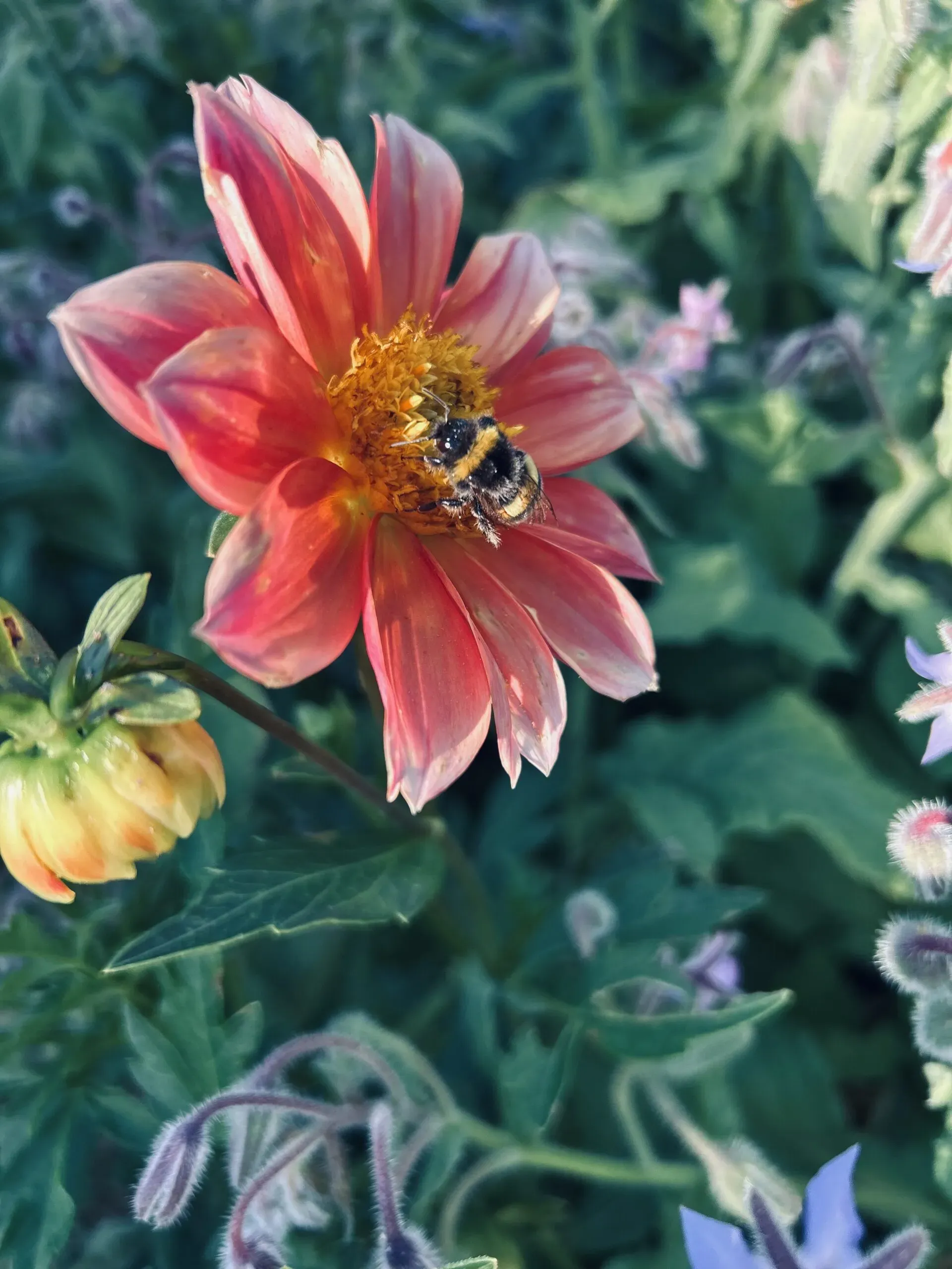 Bourdon butinant une fleur de dahlia rose clair en plein soleil.
